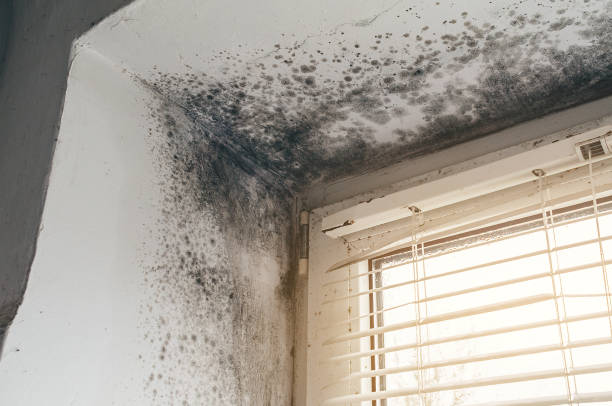 Affordable Bathroom Mold Removal solutions in Mount Savage, MD